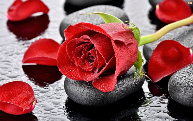 Роза на Камне