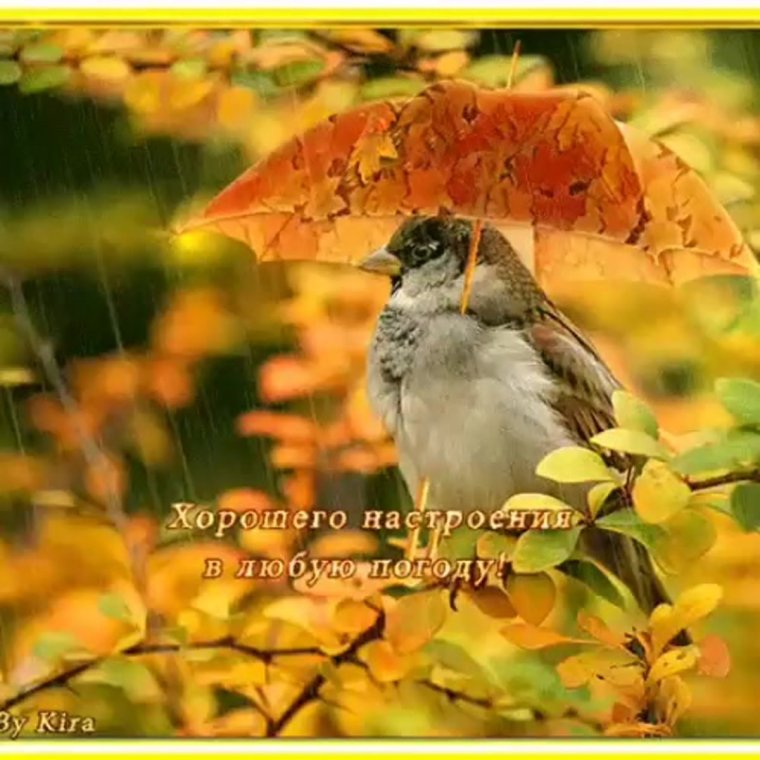Чудесного настроения в любую погоду
