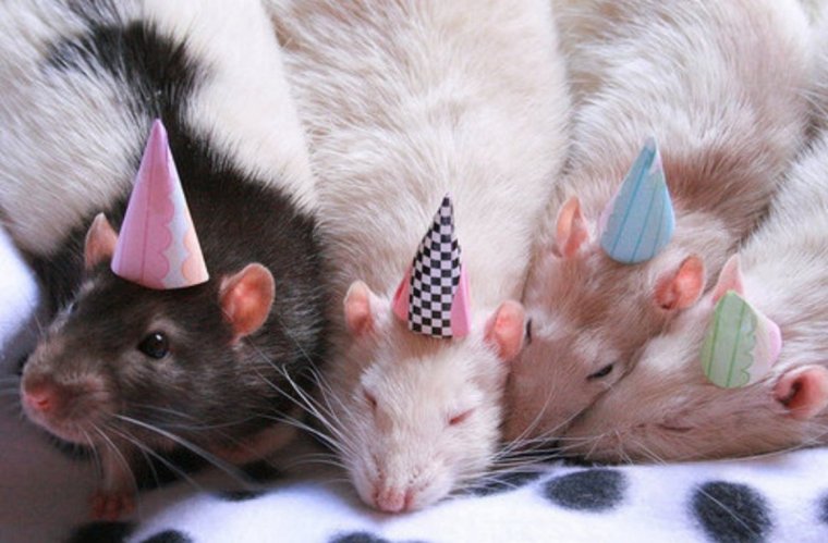 Крыса в праздничном колпаке