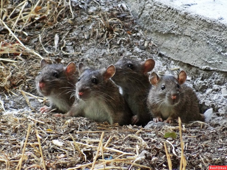 Семейство крысиных Пасюк