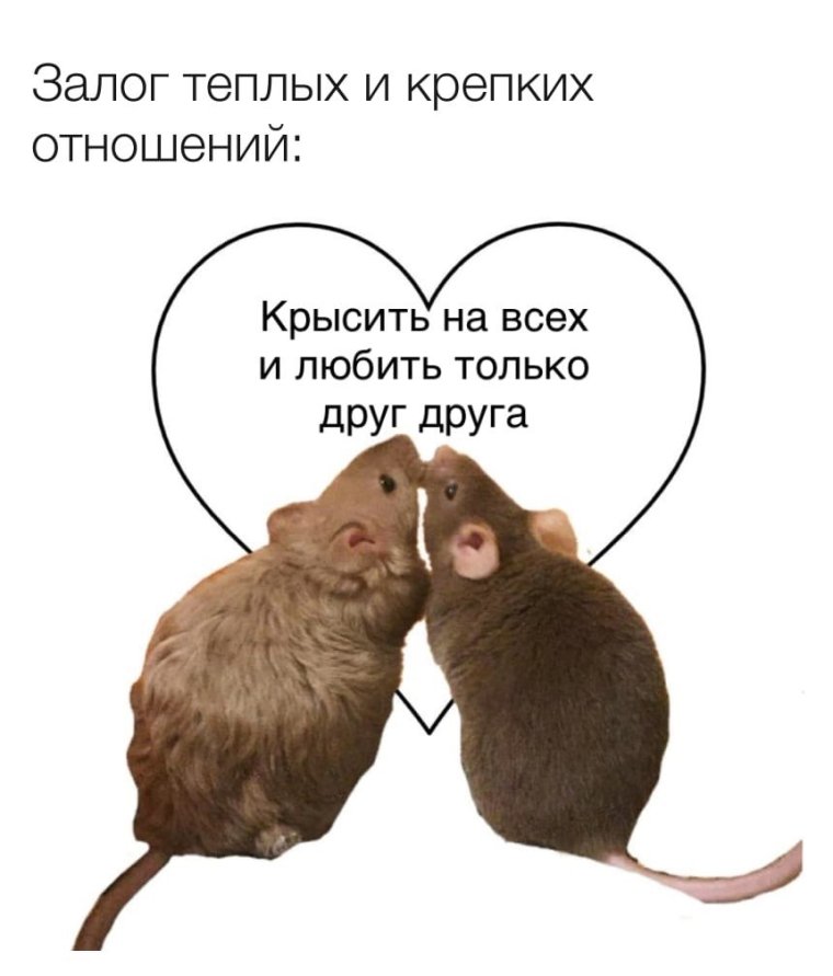 Крысы подруги