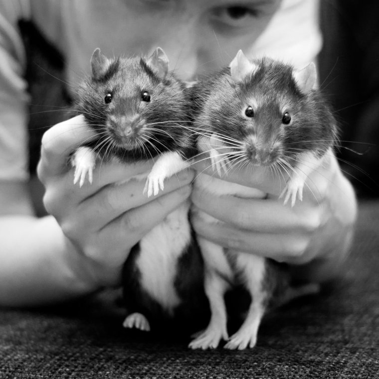 Крысы подруги