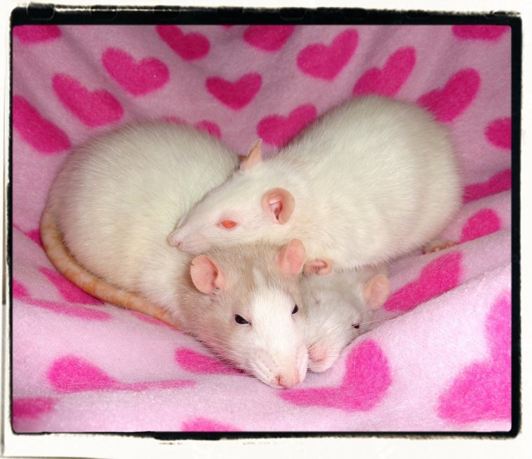 Милые крыски с сердечками