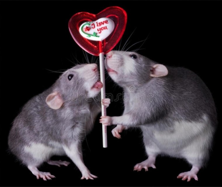 Валентинки с крысами