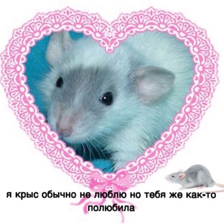 Валентинки с крысами