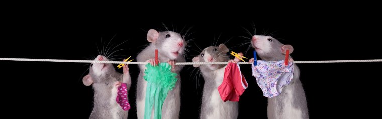 Четыре крысы