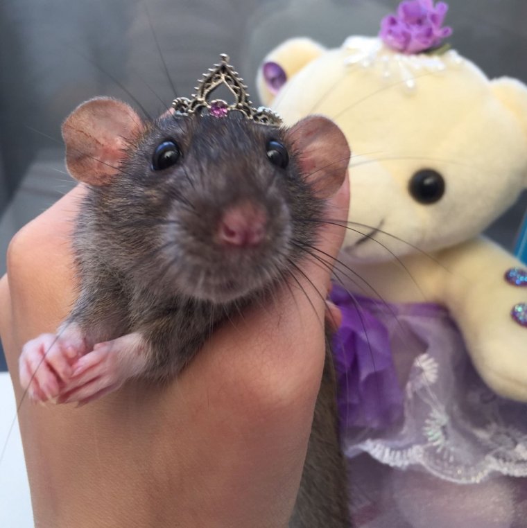 Мемы с крысами