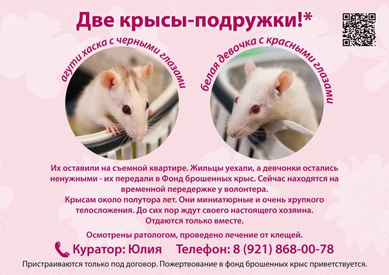 Крысы подружки