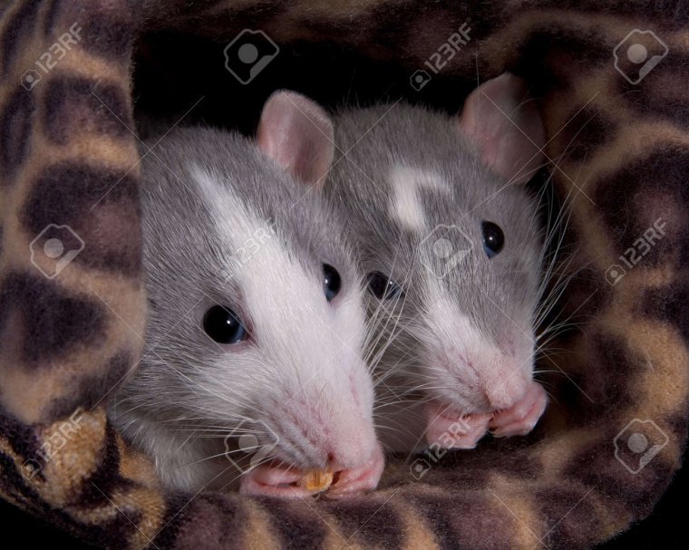 Две крыски подружки