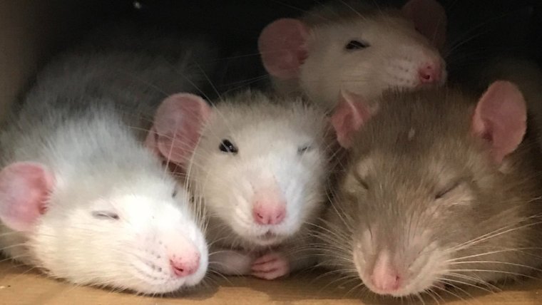 Крысиный коллектив