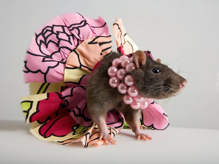 Крыса в платье