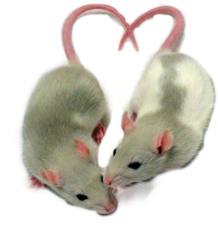 Две крысы