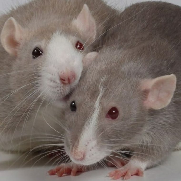 Крысы несколько