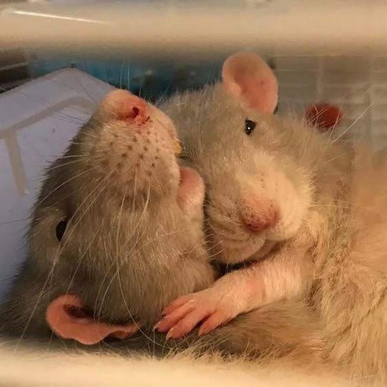 2 Влюбленные крысы