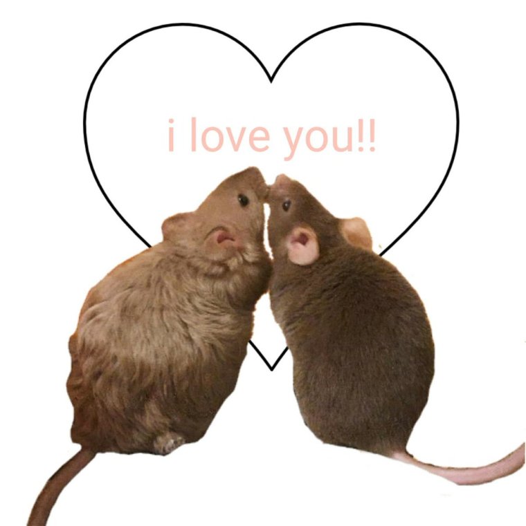 Крыса с сердечком