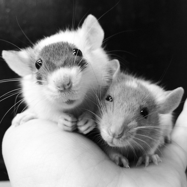 Милые крыски