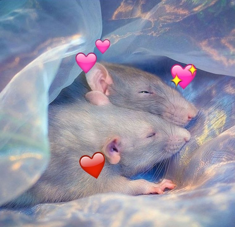 Мышь Эстетика