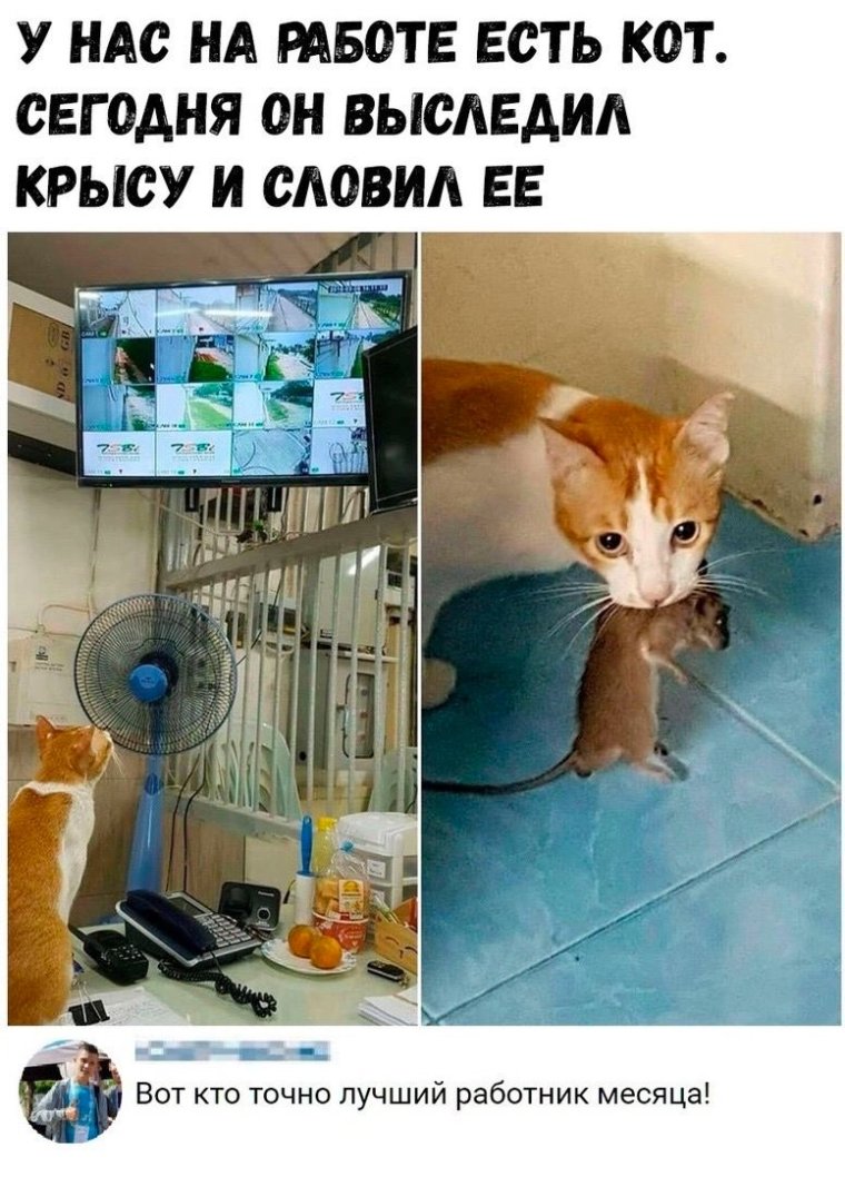 Кот выследил крысу по камерам