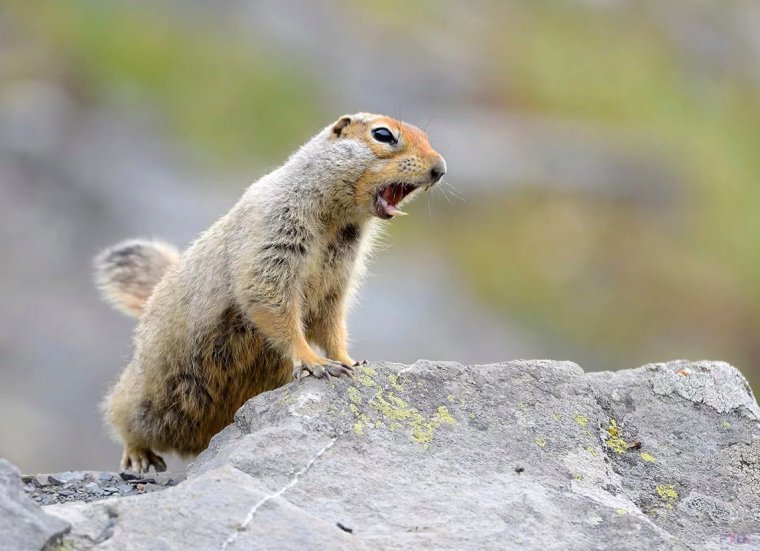 Кроноцкий заповедник берингийский суслик