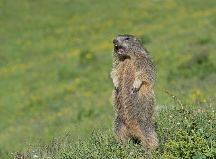 Альпийский сурок Мармот