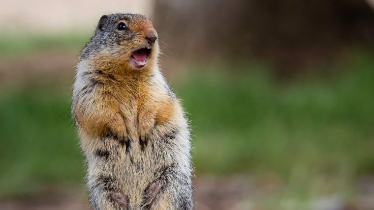 Ондатра суслик