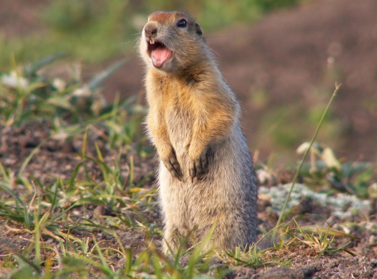 Горный кавказский суслик