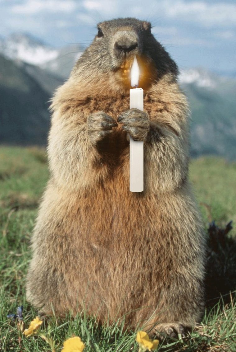 Сурок Байбак толстый