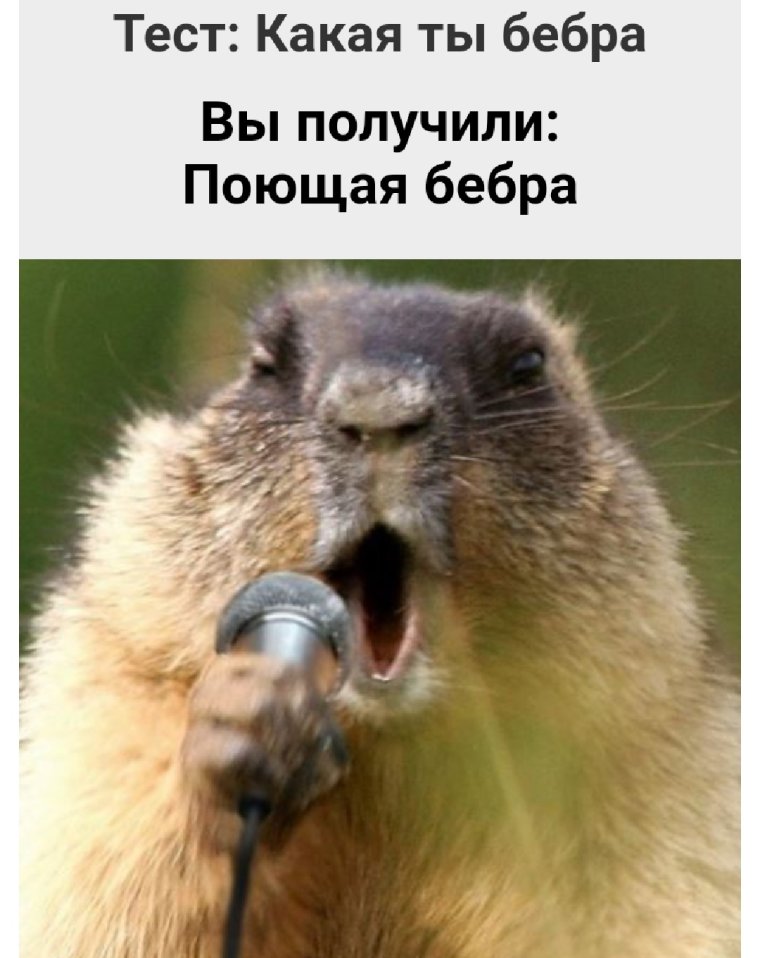 Поющие бобры