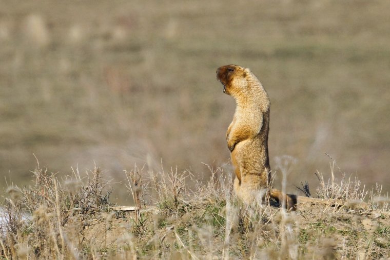 Крик суслика