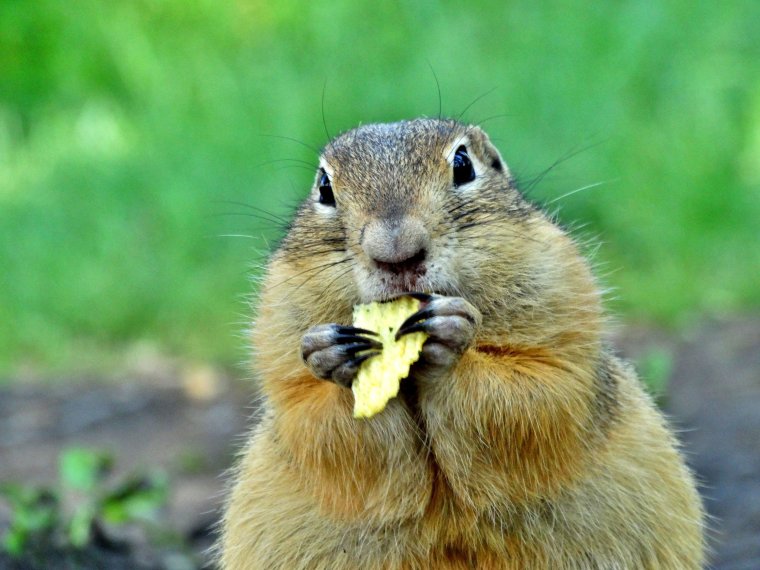 Милые суслики