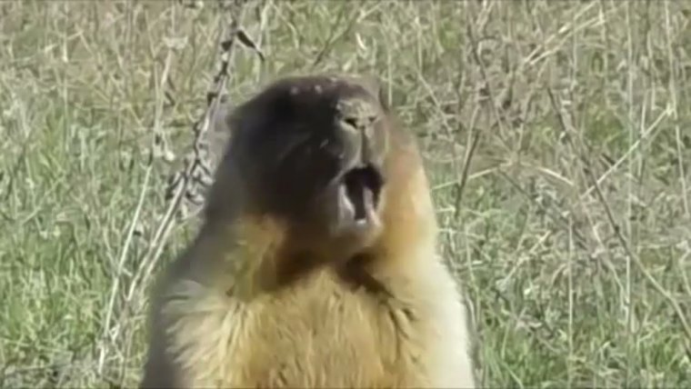 Крик суслика Саня!