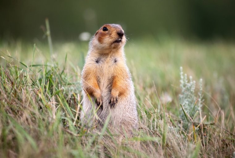 Сурок Мензбира