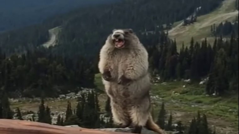 Орущий бобер