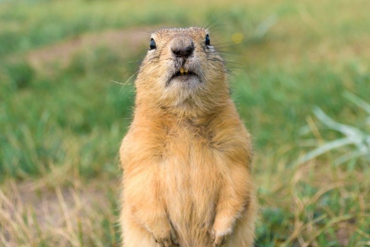 Суслик Степной