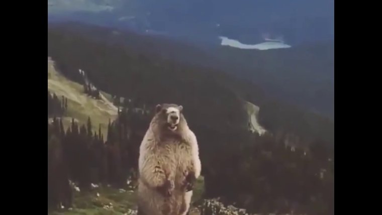 Сурок суслик Байбак это