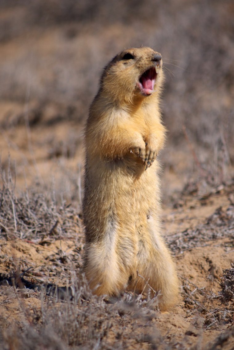 Суслик обыкновенный