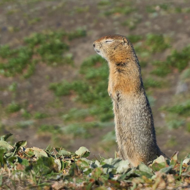 Сонный суслик