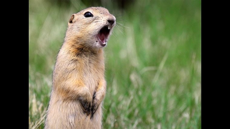 Бешеный суслик