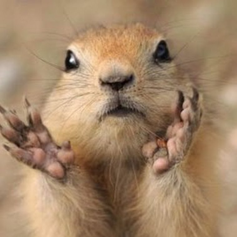 Свирепые суслики