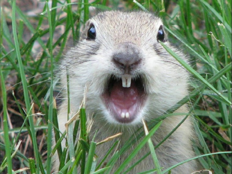 Морда суслика