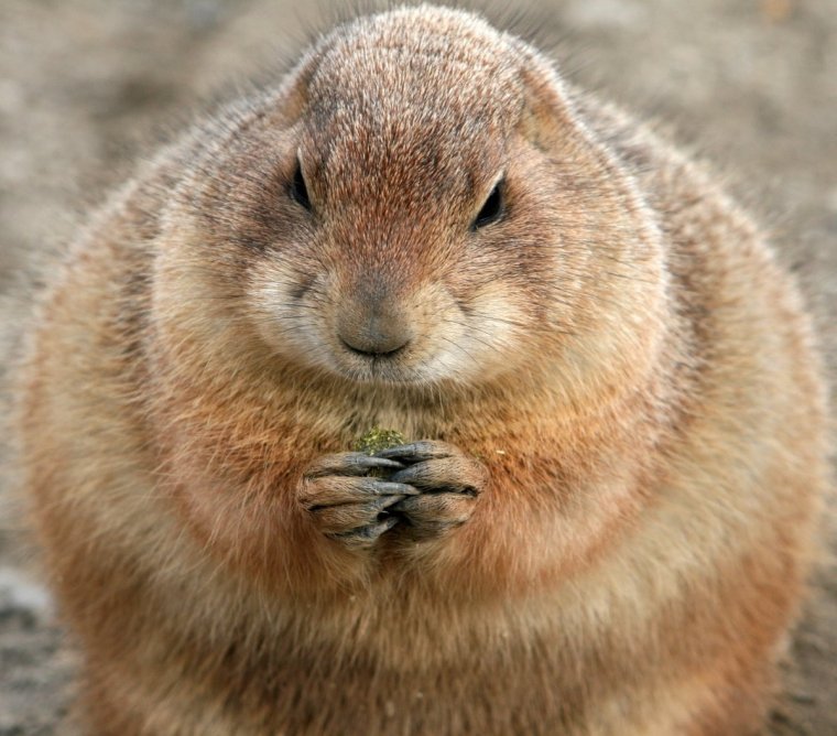 Хомяк Байбак