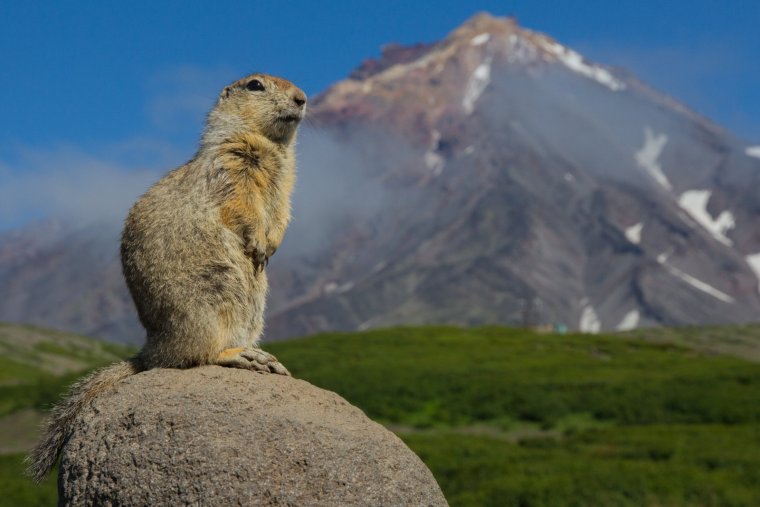 Берингийский суслик Камчатка