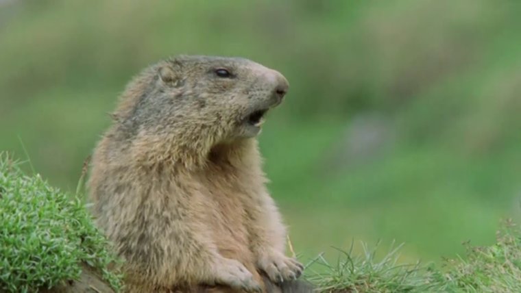 Суслик прячется