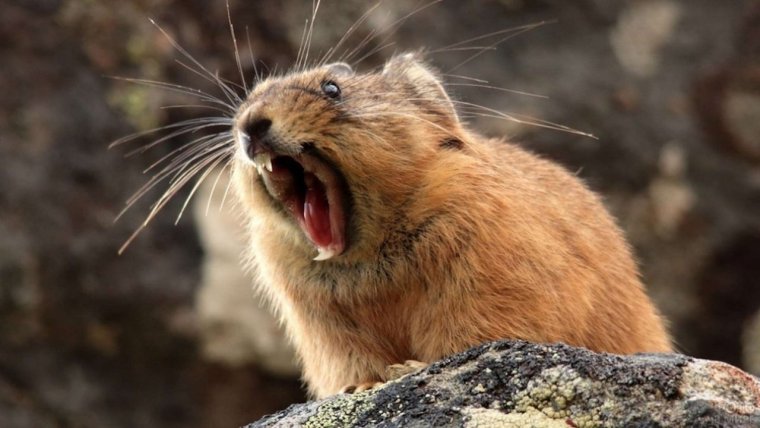 Пищуха сеноставка