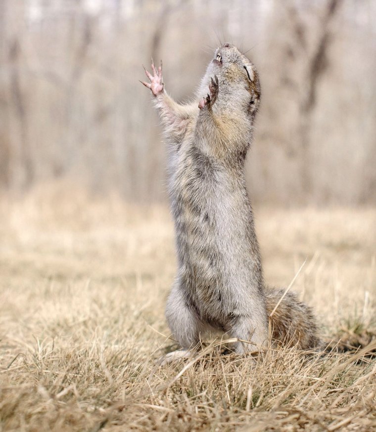 Орущий суслик