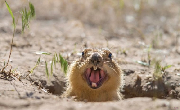 Желтый суслик Spermophilus fulvus