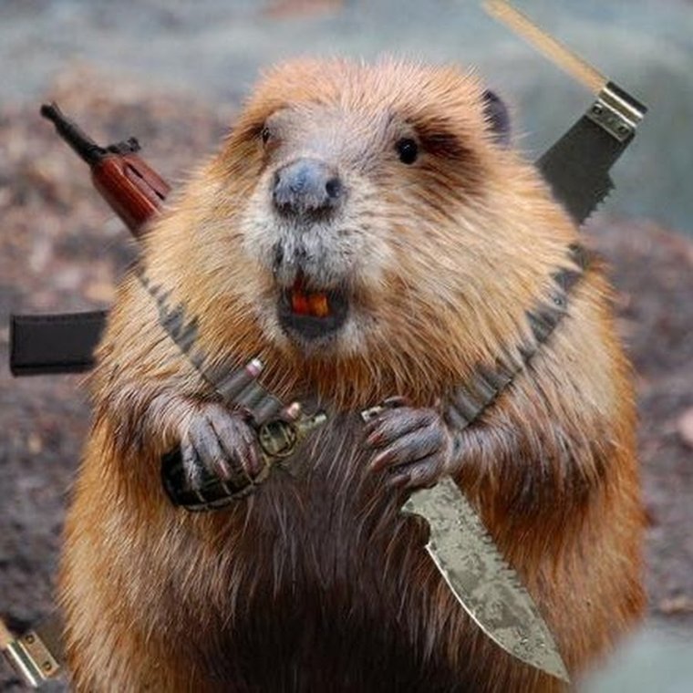 Бобер кричит