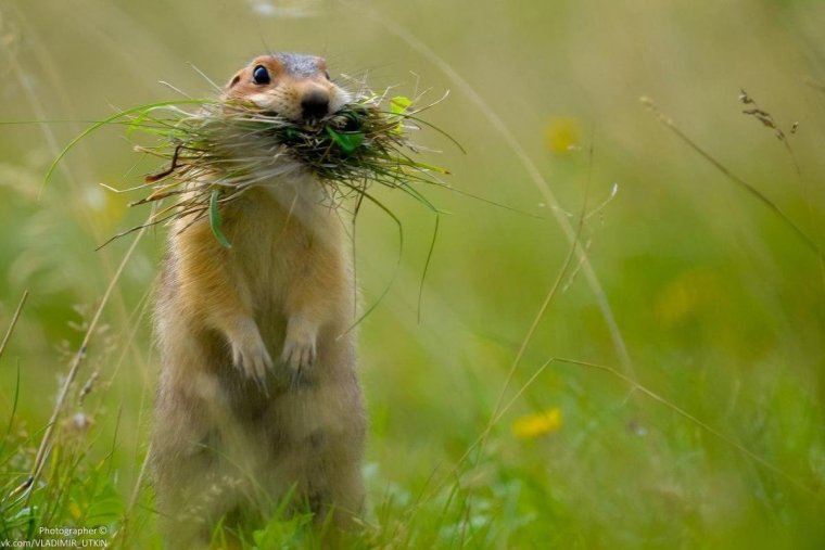 Суслики смешные