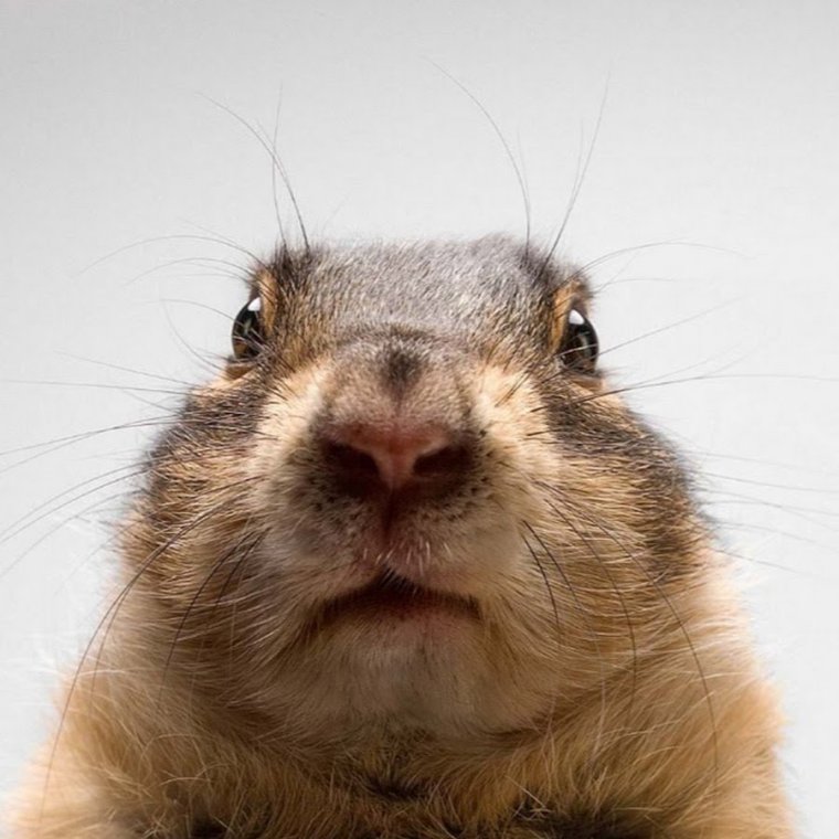 Суслик УГАРНЫЙ