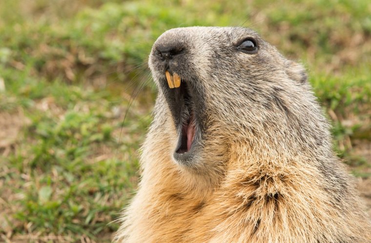 Сурок Байбак орет